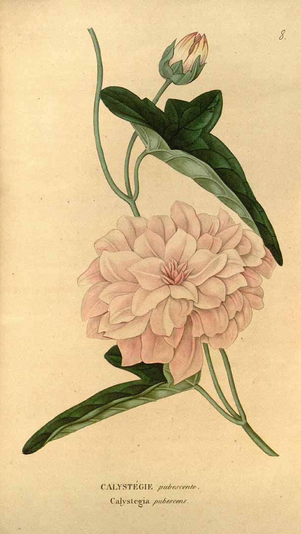 Illustration Calystegia pubescens, Par Annales de flore et de pomone, sér. 3 Ann. Fl. Pomone, sér. 3 vol. 1 (1847), via plantillustrations 