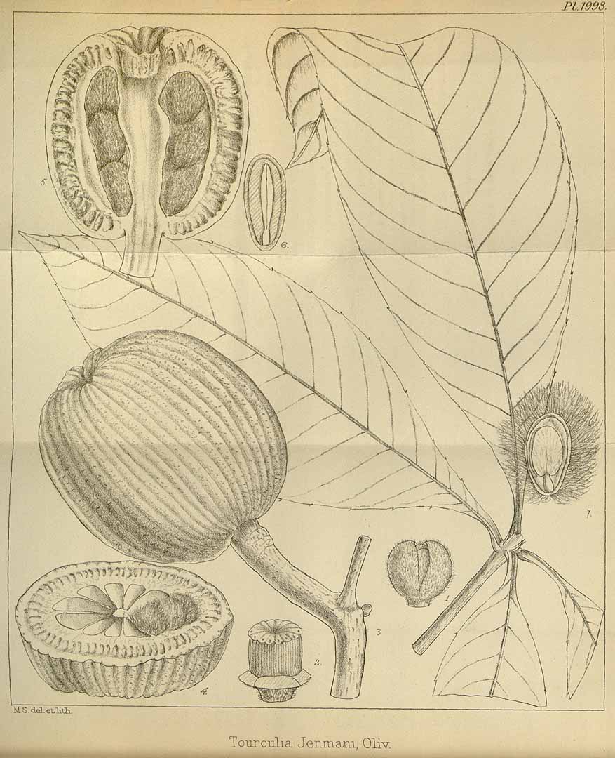 Illustration Lacunaria jenmanii, Par Hooker, W.J., Hooker, J.D., Icones Plantarum [Hooker?s Icones plantarum] (1837-1922) Icon. Pl. vol. 20 (1891) [tt. 1901-2000] t. 1998, via plantillustrations 