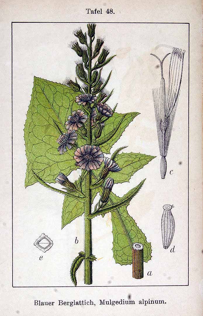 Illustration Cicerbita alpina, Par Krause E.H.L. & Sturm J. & Lutz K.G. (Flora von Deutschland in Abbildungen nach der Natur, Zweite auflage, vol. 14: t. 48, 1906), via plantillustrations 