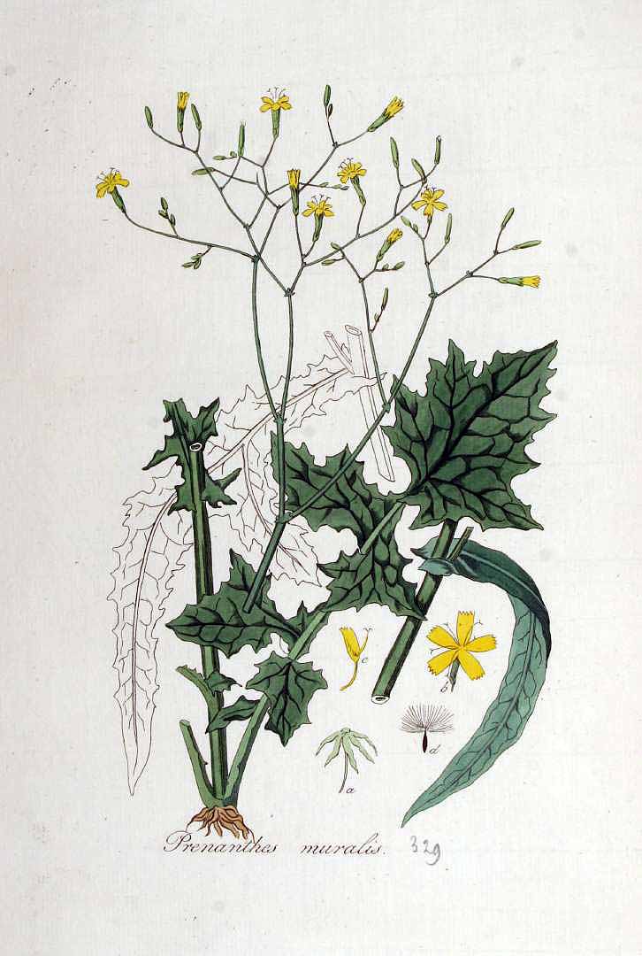 Illustration Mycelis muralis, Par Kops, J., Flora Batava (1800-1934) Fl. Bat. vol. 5 (1828), via plantillustrations 