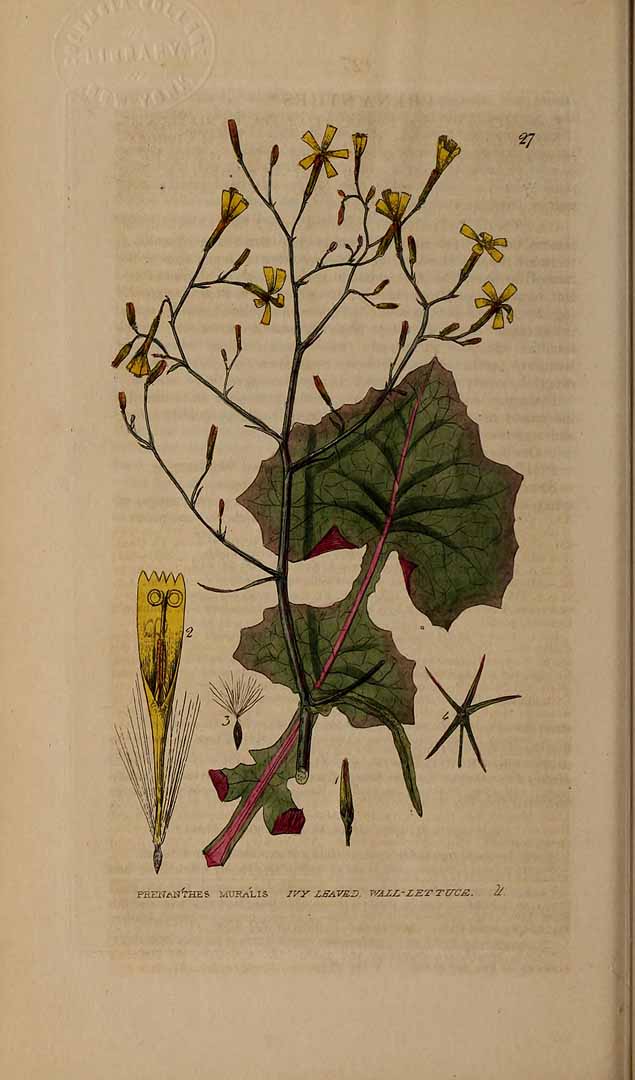 Illustration Mycelis muralis, Par Baxter, W., British phaenogamous botany (1834-1843) Brit. Phaen. Bot. vol. 1 (1834), via plantillustrations 