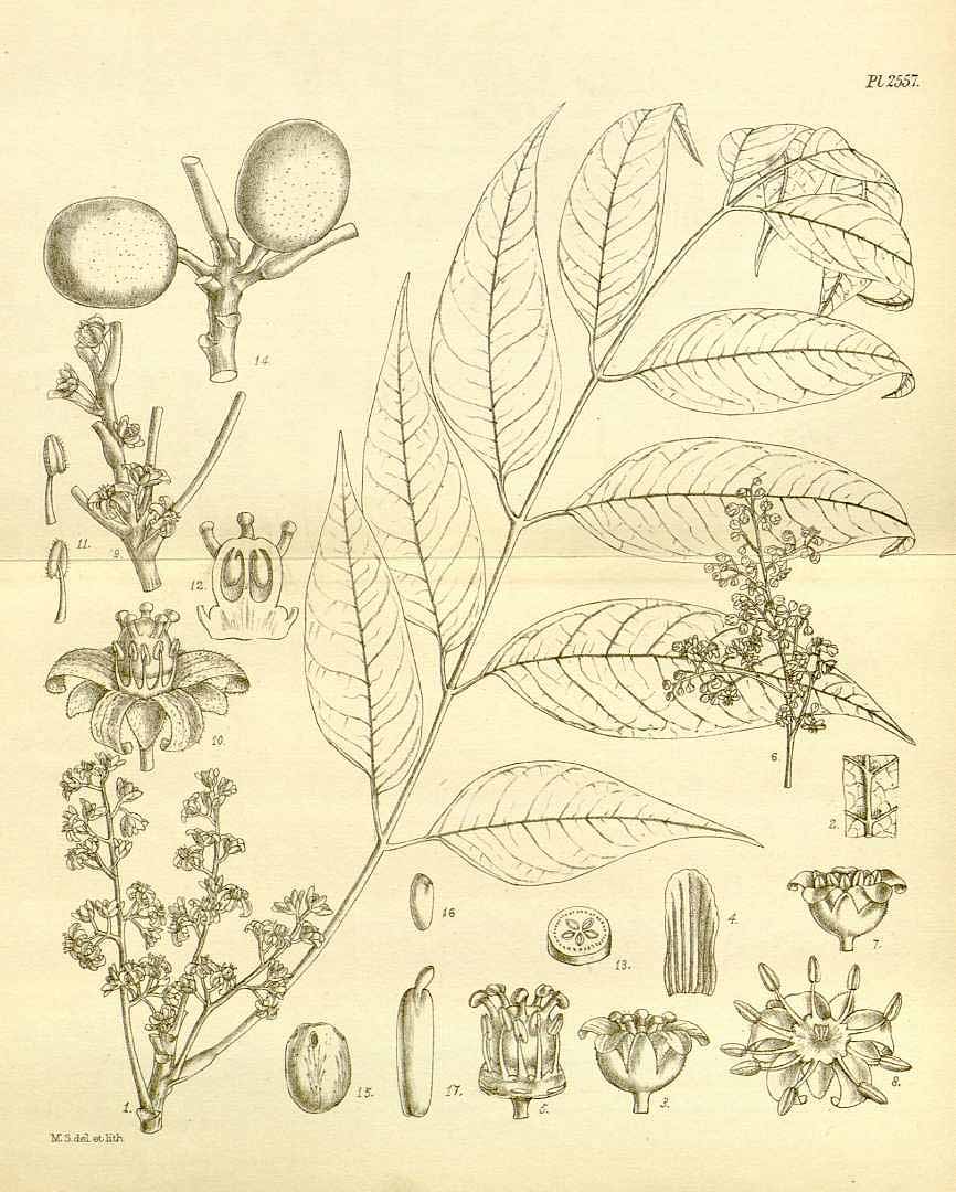 Illustration Choerospondias axillaris, Par Hooker´s Icones Plantarum (vol. 26: t. 2557, 1898) [M. Smith], via plantillustrations 