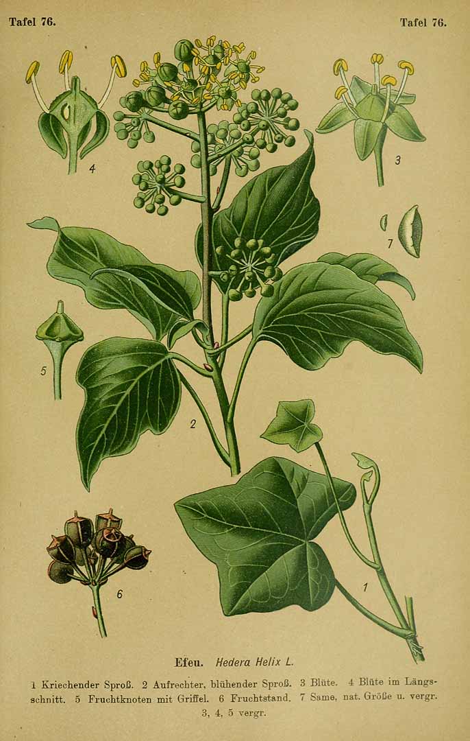 Illustration Hedera helix, Par Esser, P.H.H., Giftpflanzen Deutschlands (1910) Giftpfl. Deutschl., via plantillustrations 