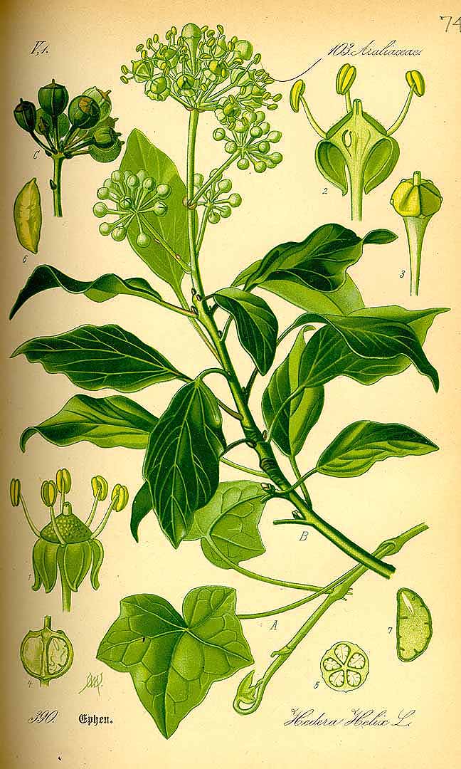 Illustration Hedera helix, Par Thomé, O.W., Flora von Deutschland Österreich und der Schweiz (1886-1889) Fl. Deutschl., via plantillustrations 