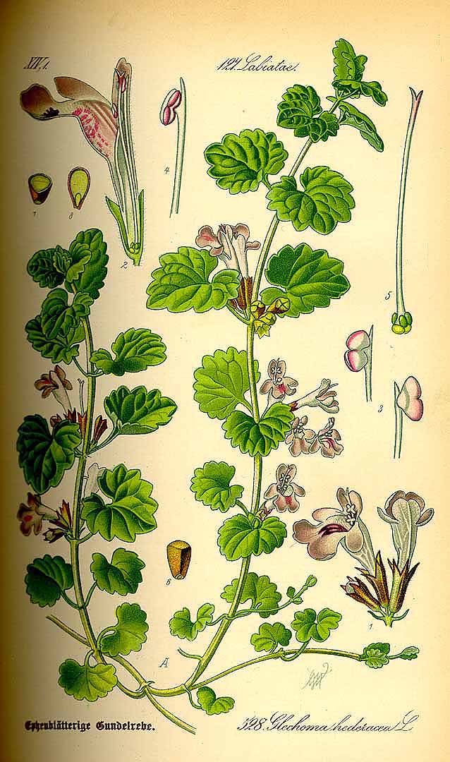Illustration Glechoma hederacea variegata, Par Thomé O.W. (Flora von Deutschland Österreich und der Schweiz, Tafeln, vol. 4: t. 528, 1885), via plantillustrations 