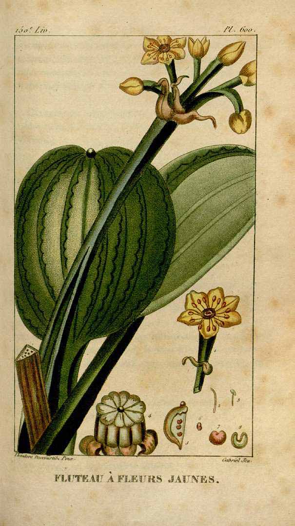 Illustration Limnocharis flava, Par Descourtilz, M.E., Flore [pittoresque et] médicale des Antilles (1821-1829) Fl. Méd. Antilles vol. 8 (1829) [tt. 533-600] t. 600, via plantillustrations 