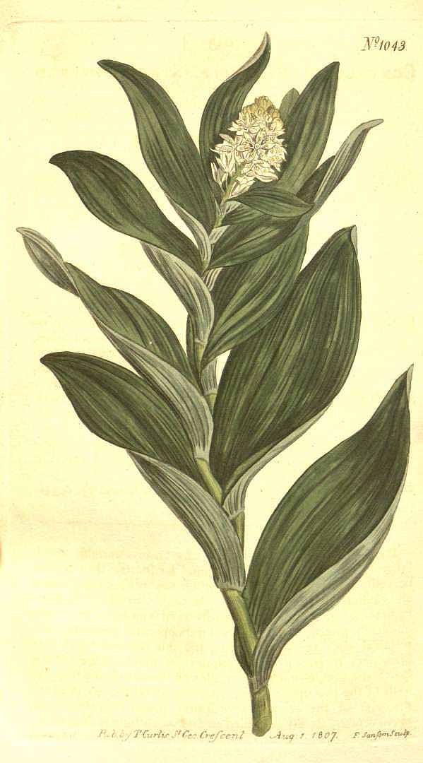 Illustration Maianthemum stellatum, Par Curtis, W., Botanical Magazine (1800-1948) Bot. Mag. vol. 26 (1807) [tt. 1014-1059] t. 1043, via plantillustrations 