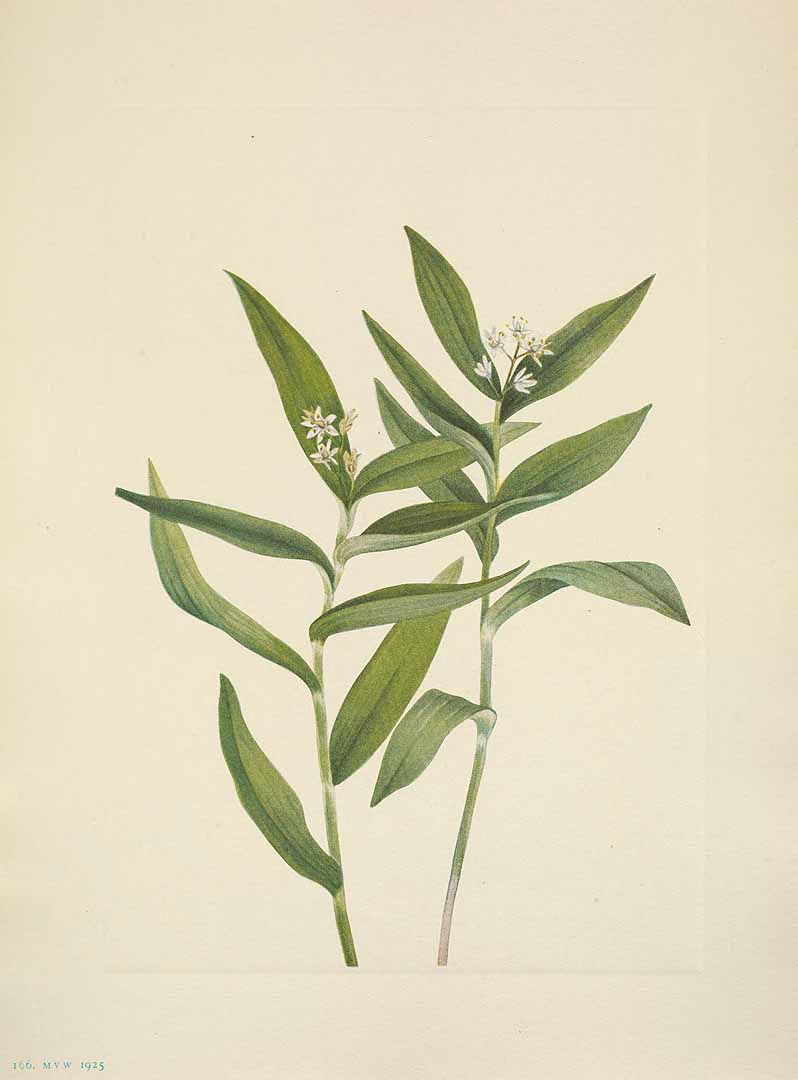 Illustration Maianthemum stellatum, Par Walcott, M.V., North American wild flowers (1925-1927) N. Amer. Wild Fl. vol. 3 t. 166, via plantillustrations 