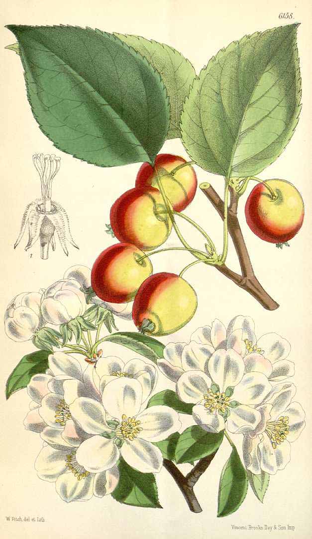 Illustration Malus x prunifolia, Par Curtis, W., Botanical Magazine (1800-1948) Bot. Mag. vol. 101 (1875) [tt. 6140-6205] t. 6158, via plantillustrations 