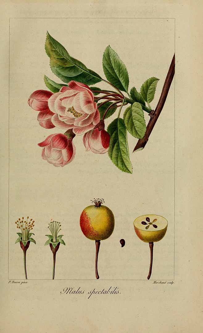 Illustration Malus spectabilis, Par Delaunay, M., Loiseleur-Deslongchamps, J.L.A., Herbier général de l?amateur (1814-1827) Herb. Gén. Amat. vol. 2 (1817) [tt. 73-142] t. 82, via plantillustrations 