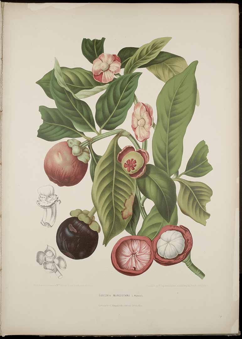 Illustration Garcinia mangostana, Par Nooten B.H. van (Fleurs, fruits et feuillages choisis de l´ille de Java: peints d´apres nature, t. 16, 1880) [B. Hoola van Nooten], via plantillustrations 