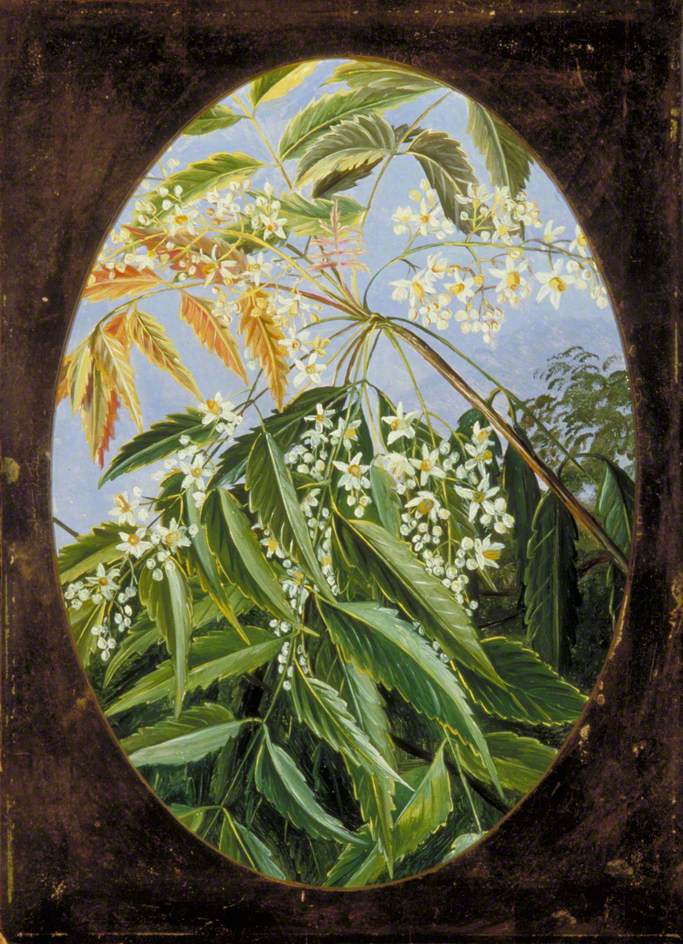 Illustration Azadirachta indica, Par North, M., Paintings Paintings M. North, via plantillustrations 