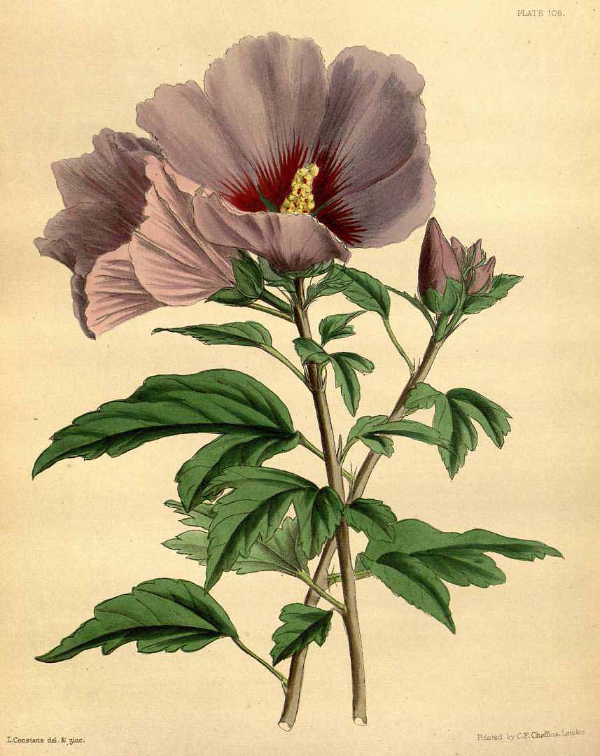 Illustration Hibiscus syriacus, Par Lindley J., Paxton J. (Paxton´s flower garden, vol. 3: t. 106, 1853) [L. Constans], via x 