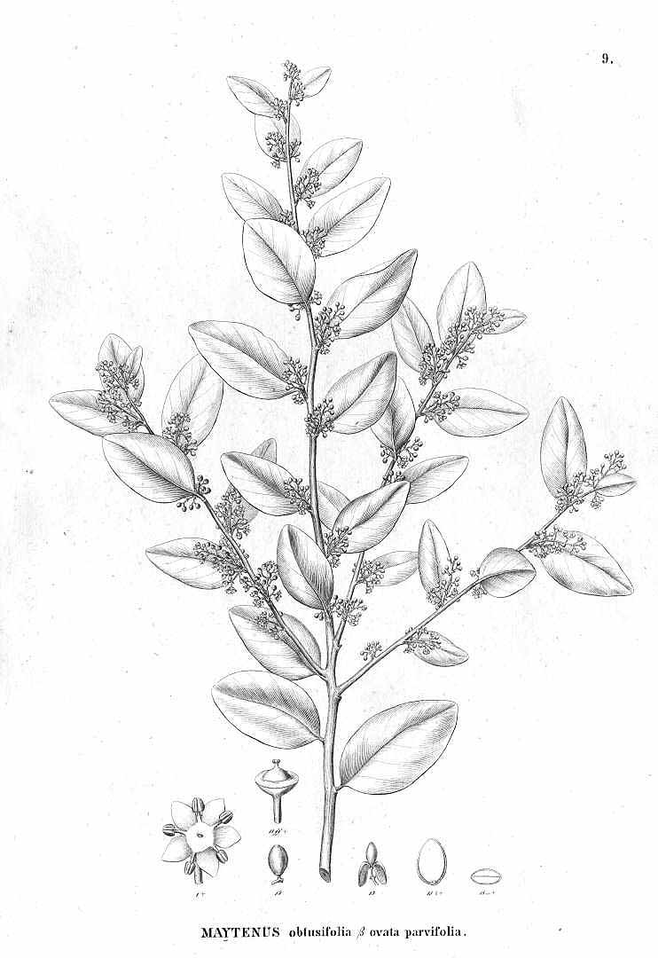Illustration Maytenus obtusifolia, Par Martius, C.F.P. von, Eichler, A.G., Urban, I., Flora Brasiliensis (1840-1906) Fl. Bras. vol. 11(1): (1861-1879), via plantillustrations 