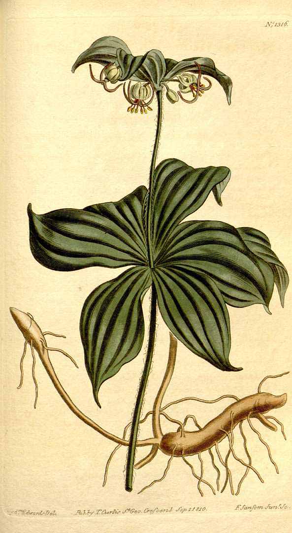 Illustration Medeola virginiana, Par Curtis, W., Botanical Magazine (1800-1948) Bot. Mag. vol. 32 (1810) [tt. 1283-1328] t. 1316, via plantillustrations 