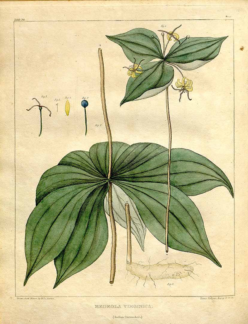 Illustration Medeola virginiana, Par Barton, W.P.C., Vegetable materia medica of the United States (1817-1818) Veg. Mater. Med. U.S. vol. 2 (1818) t. 38, via plantillustrations 