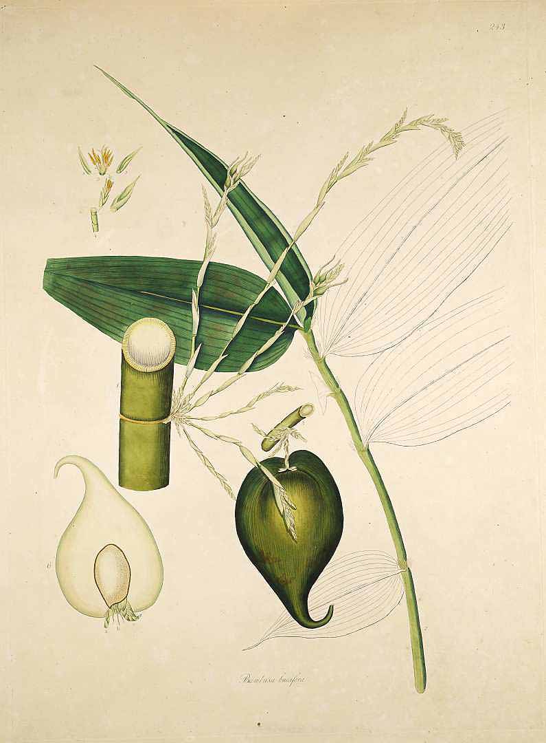 Illustration Melocanna baccifera, Par Roxburgh, W., Plants of the coast of Coromandel (1795-1819) Pl. Coromandel vol. 3 (1819) t. 243, via plantillustrations 