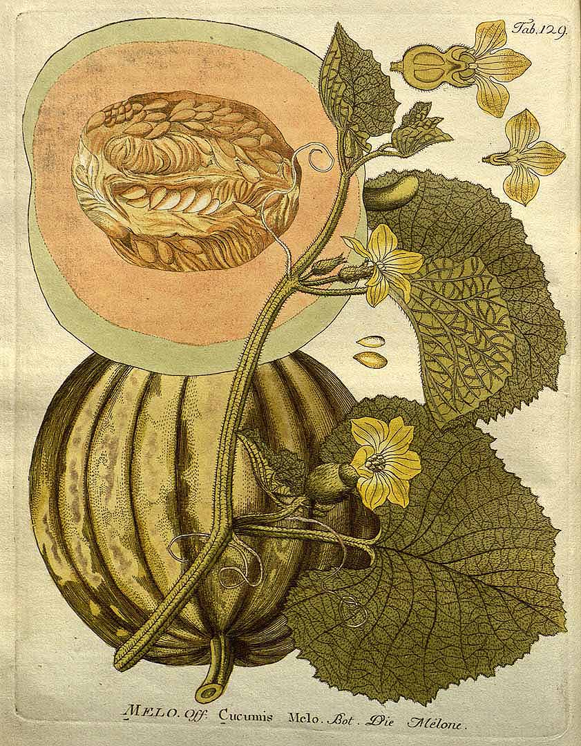 Illustration Cucumis melo, Par Vietz F.B. (Icones plantarum medico-oeconomico-technologicarum, vol. 2: t. 129, 1804), via plantillustrations 