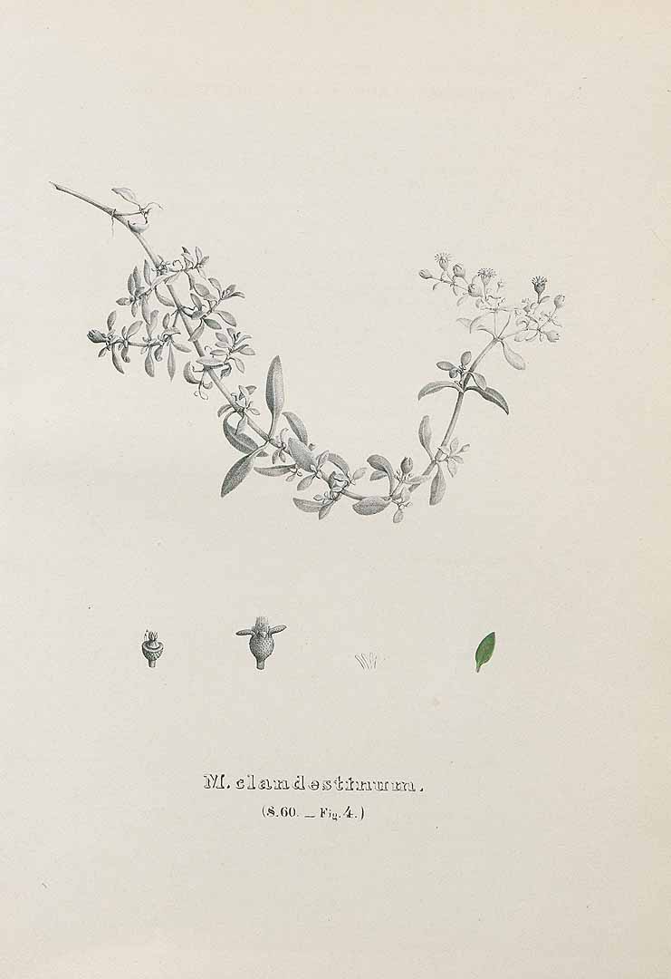 Illustration Mesembryanthemum aitonis, Par Salm-Reifferscheidt-Dyck [Salm-Dyck], J.M.F.A.H.I., Monographia generum Aloes et Mesembryanthemi (1849-1863) Aloes Mesembr. vol. 2 (1849) [Mesembryanthemum] f. 60.4 , via plantillustrations 