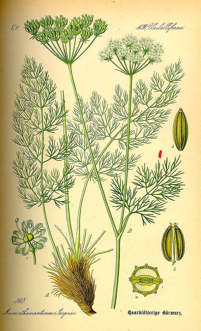 Illustration Meum athamanticum, Par Thomé, O.W., Flora von Deutschland Österreich und der Schweiz (1886-1889) Fl. Deutschl. vol. 3 (1885) t. 365, via plantillustrations 