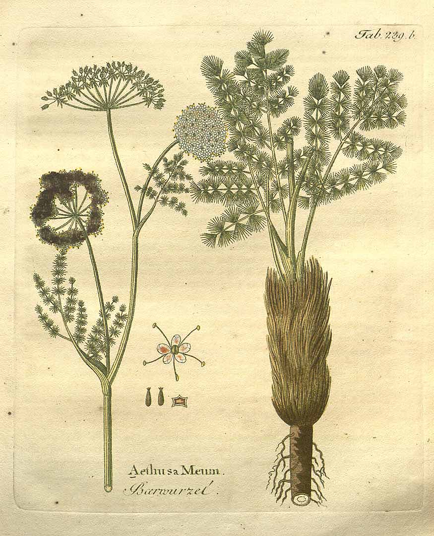 Illustration Meum athamanticum, Par Vietz, F.B., Icones plantarum medico-oeconomico-technologicarum (1800-1822) Icones Pl. Med.-Oecon. vol. 3 (1806) t. 239b , via plantillustrations 