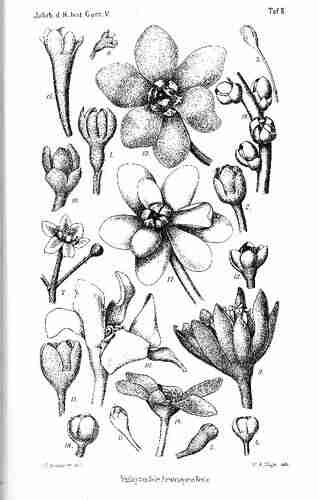 Illustration Dicypellium caryophyllaceum, Ilustration extraite de "Lauraceae Americanae : Monographice Descripsit" (par Carl Christian, 1889), via Wikimedia Commons  Mez