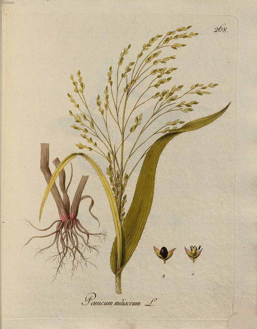 Illustration Panicum miliaceum, Par Kerner, J.S., Abbildungen aller ökonomischen Pflanzen (1786-1798) Abbild. Oekon. Pfl. vol. 3 (1789) t. 268, via plantillustrations 