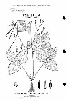 Illustration Cryptotaenia japonica, Par Degener O. (Flora Hawaiiensis, the new illustrated flora of the Hawaiian islands, 1932-1980), via plantillustrations 