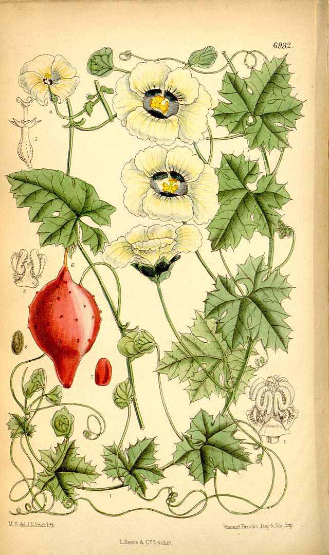 Illustration Momordica balsamina, Par Curtis, W., Botanical Magazine (1800-1948) Bot. Mag. vol. 113 (1887) [tt. 6913-6972] t. 6932, via plantillustrations 