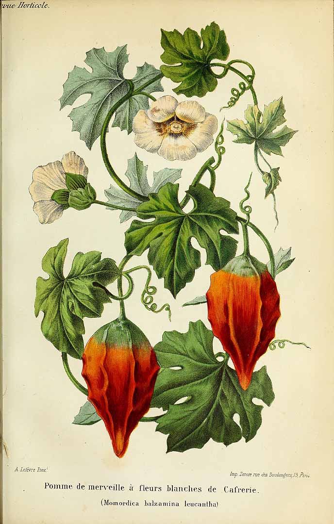 Illustration Momordica balsamina, Par Revue horticole, sér. 4 (1852-1974) Rev. Hort. (Paris), ser. 4 vol. 37 (1866) [ANNÉE - 1865] , via plantillustrations 