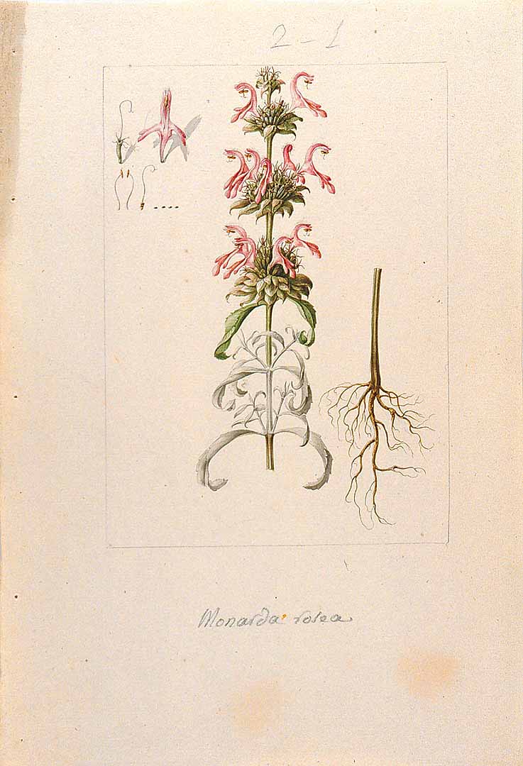 Illustration Monarda citriodora, Par Sessé, M., Mociño, M., Drawings from the Spanish Royal Expedition to New Spain (1787?1803) (1787-1803) Draw. Roy. Exped. New Spain (1787), via plantillustrations 