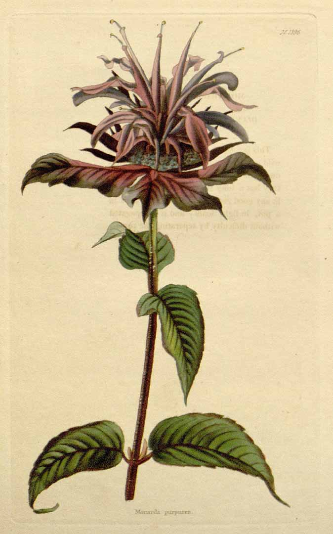 Illustration Monarda fistulosa, Par Loddiges, C.L., botanical cabinet [C. Loddiges] (1817-1833) Bot. Cab. vol. 14 (1828) [tt. 1301-1400] t. 1396, via plantillustrations 