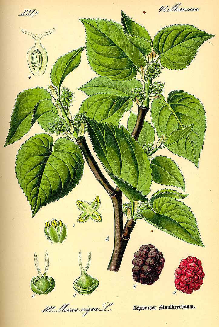 Illustration Morus nigra, Par Thom, O.W., Flora von Deutschland sterreich und der Schweiz (1886-1889) Fl. Deutschl. vol. 2 (1885) t. 180, via plantillustrations 