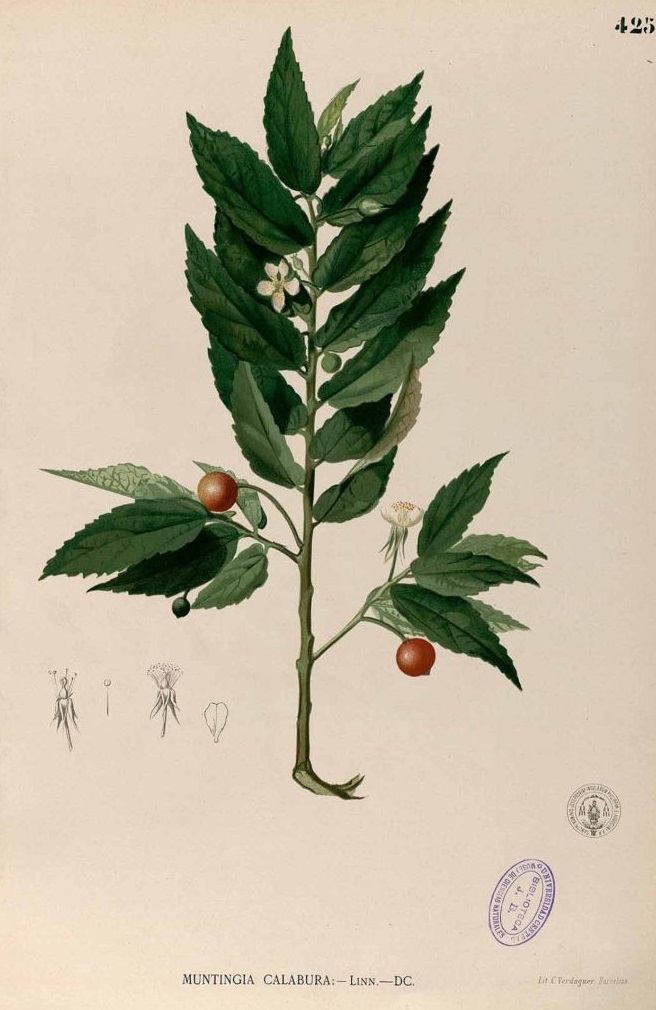 Illustration Muntingia calabura, Par Blanco, M., Flora de Filipinas, ed. 3 (1877-1883) Fl. Filip., ed. 3 t. 425, via plantillustrations 
