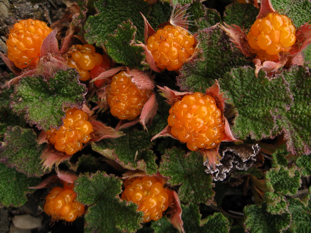 Illustration Rubus rolfei, Par Brian Chiu, via flickr 