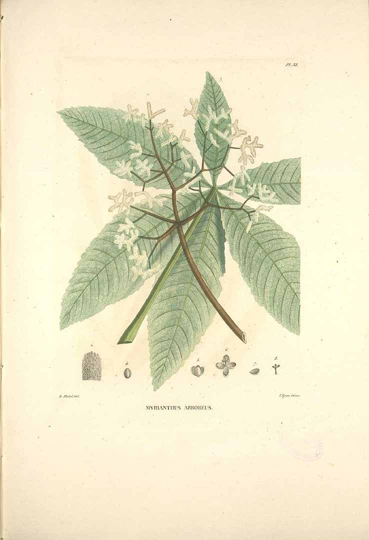 Illustration Myrianthus arboreus, Par Palisot de Beauvois, A.M.F.J., Flore d?Oware et de Benin en Afrique (1804-1807) Fl. Oware vol. 1 t. 11, via plantillustrations 