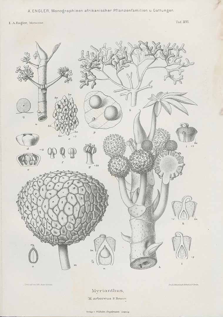 Illustration Myrianthus arboreus, Par Engler, H.G.A., Monographien afrikanischer Pflanzen-Familien und -Gattungen (1898-1904) Monogr. Afrik. Pflanzen-Fam. vol. 1 (1898) t. 16, via plantillustrations 