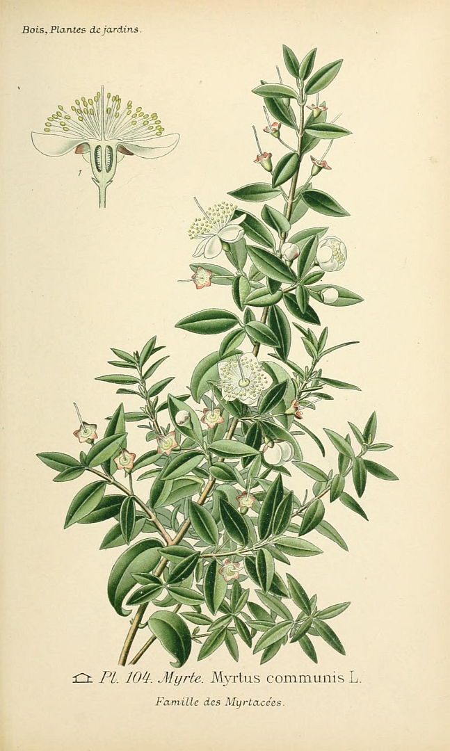 Illustration Myrtus communis, Par Bois, D., Atlas des plantes de jardins et d?appartements (1891-1896) Atl. Pl. Jard. vol. 1 (1891-1893) [tt. 1-160] t. 104, via plantillustrations 