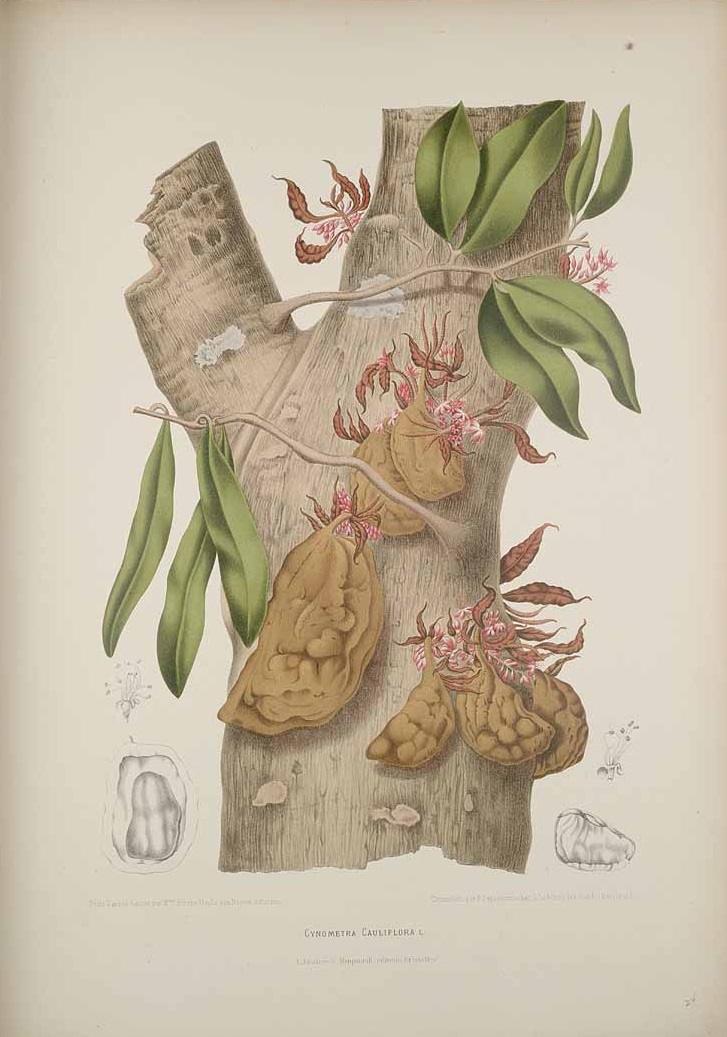 Illustration Cynometra cauliflora, Par Nooten B.H. van (Fleurs, fruits et feuillages choisis de l´ille de Java: peints d´apres nature, t. 24, 1880) [B. Hoola van Nooten], via plantillustrations 