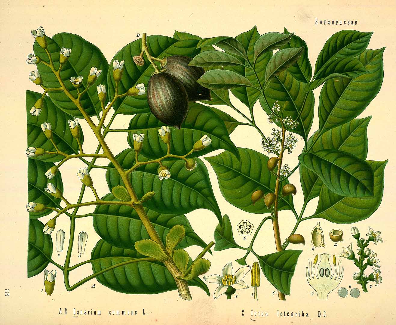 Illustration Canarium indicum, Par Köhler F.E. (Medizinal Pflanzen, vol. 2: t. 188, 1890), via plantillustrations 