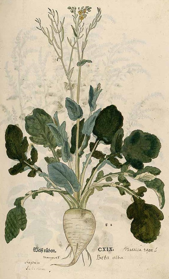Illustration Brassica rapa subsp. rapa, Par Fuchs, L., New Kreüterbuch (1543) New Kreüterbuch (Fuchs), via plantillustrations 
