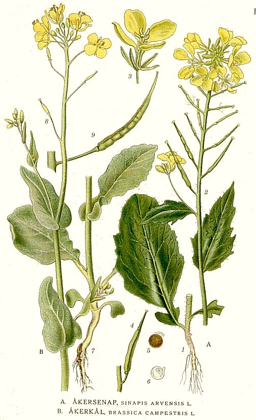 Illustration Brassica rapa subsp. oleifera f. annua (metzg.) thell. 1918, Par Carl Axel Magnus Lindman  (1856?1928), via wikimedia 