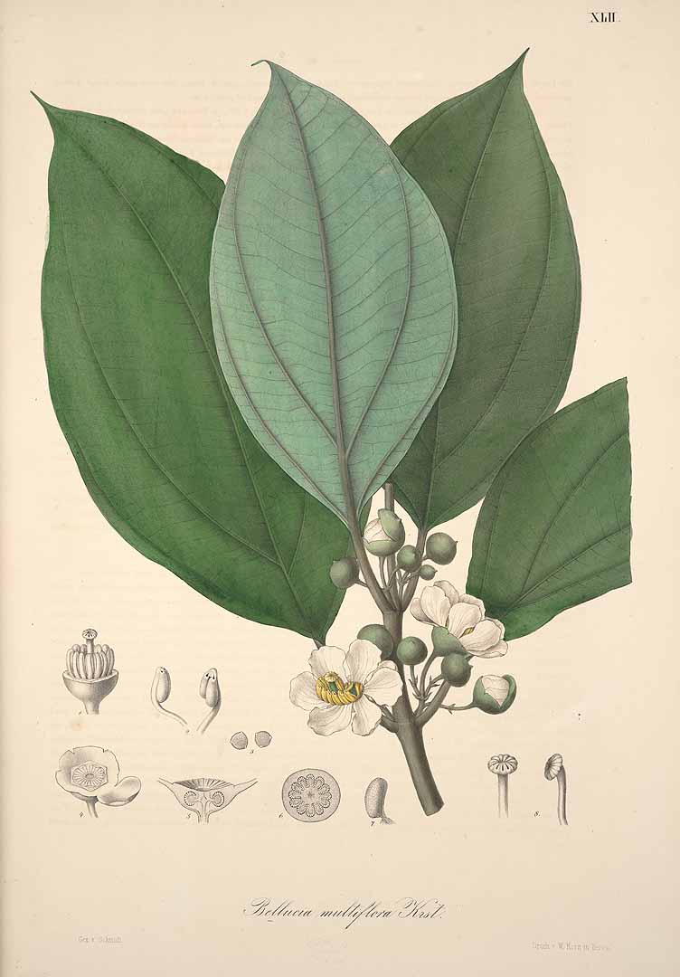 Illustration Bellucia grossularioides, Par Karsten H. (Florae Columbiae, 1869), via plantillustrations 