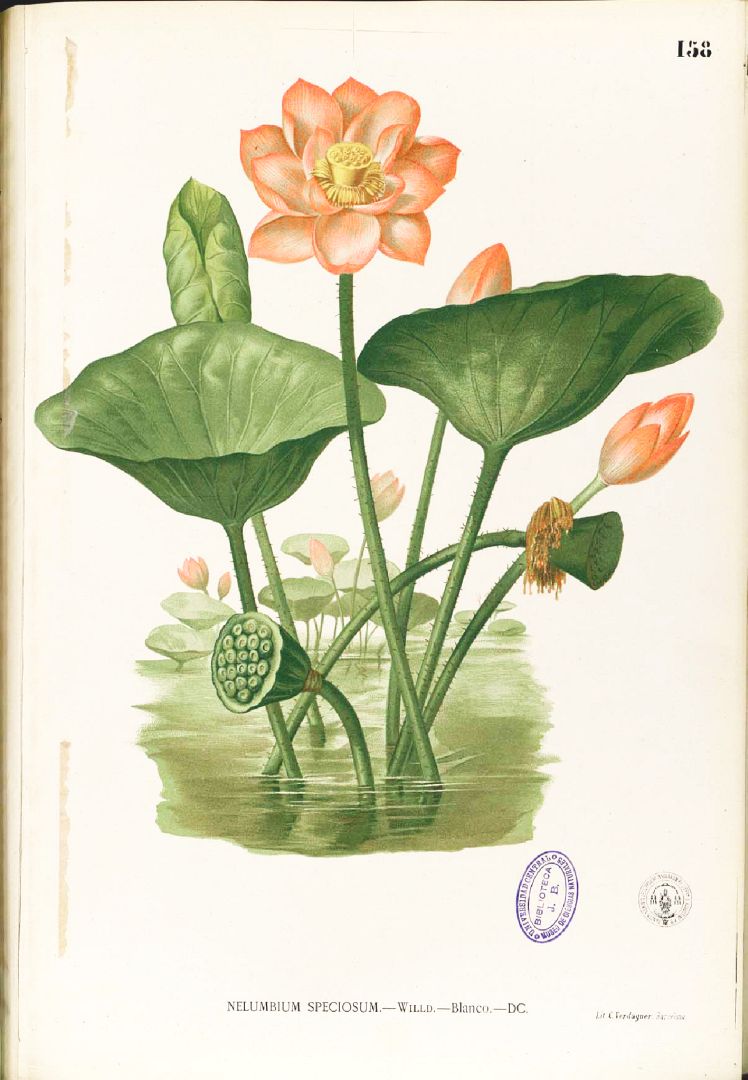 Illustration Nelumbo nucifera, Par Blanco, M., Flora de Filipinas, ed. 3 (1877-1883) Fl. Filip., ed. 3 t. 158, via plantillustrations 
