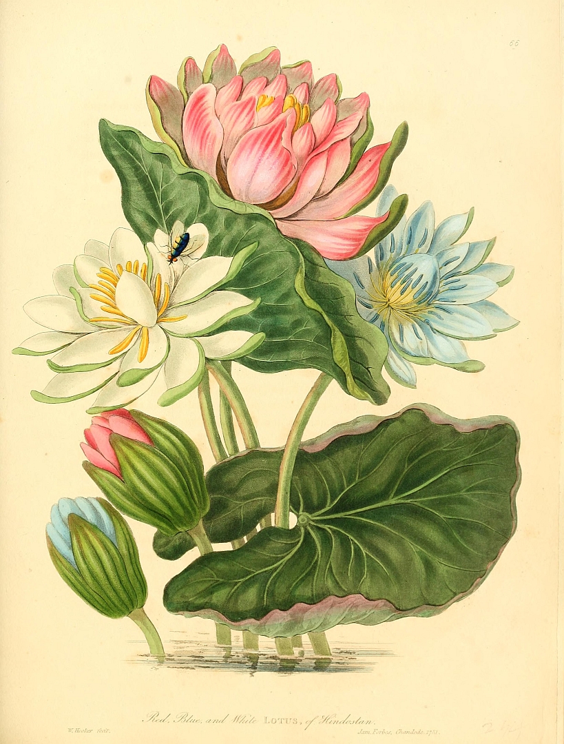 Illustration Nelumbo nucifera, Par J. Forbes, via plantillustrations 