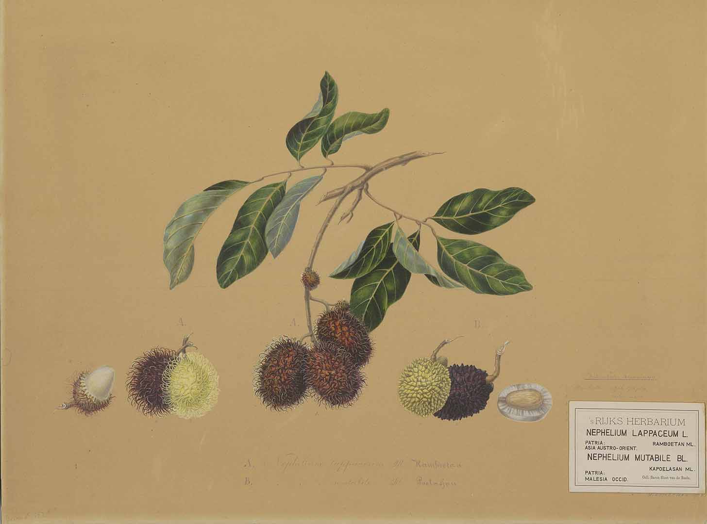 Illustration Nephelium lappaceum, Par Naturalis Biodiversity Centre / Wikimedia commons Naturalis f. A , via plantillustrations 