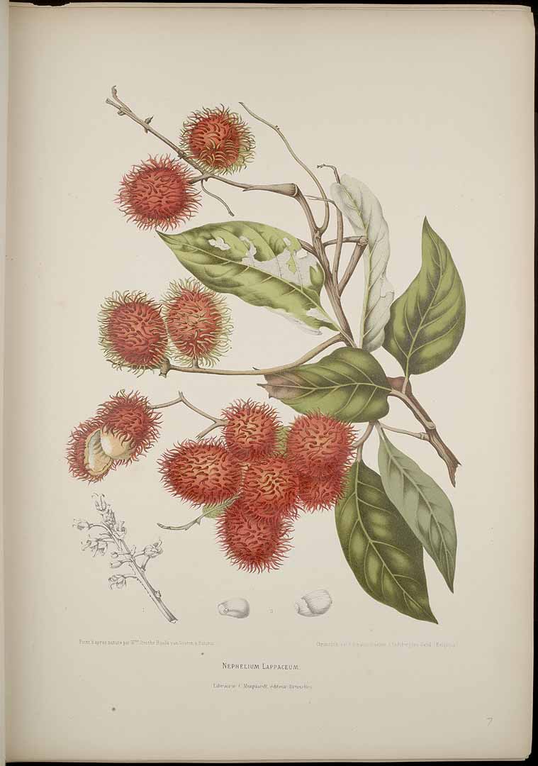 Illustration Nephelium lappaceum, Par 