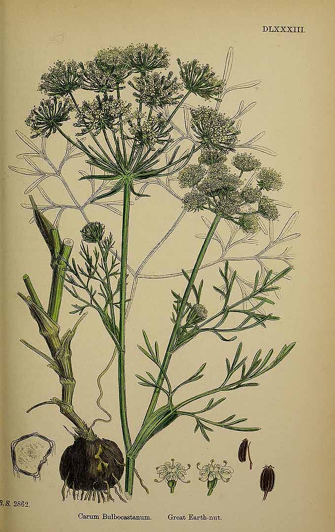 Illustration Bunium bulbocastanum, Par Sowerby J.E. (English Botany, or Coloured Figures of British Plants, 3th ed., vol. 4: t. 583, 1865), via plantillustrations 