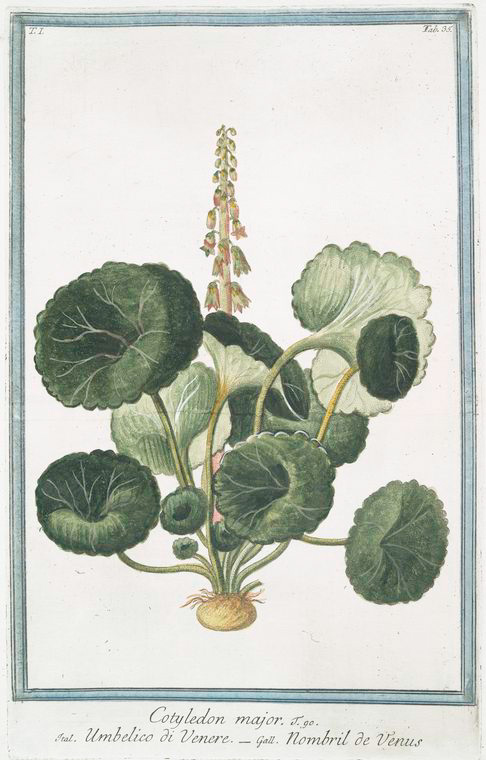 Illustration Umbilicus rupestris, Par Bonelli, G., Hortus Romanus juxta Systema Tournefortianum (1772-1793) Hort. Rom., via plantillustrations 