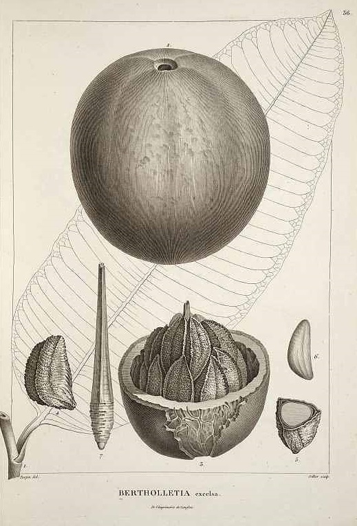 Illustration Bertholletia excelsa, Par Humboldt, F.H.A. von, Bonpland, A., Plantes equinoxiales (1808-1809) Pl. Aequinoct., via plantillustrations 